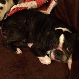 Meet your Posher, Ronnie